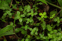 Crassula pellucida alsinoides