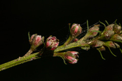 Lysimachia ruhmeriana