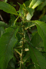 Vernonia kirungae