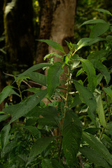 Vernonia kirungae
