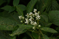 Vernonia kirungae