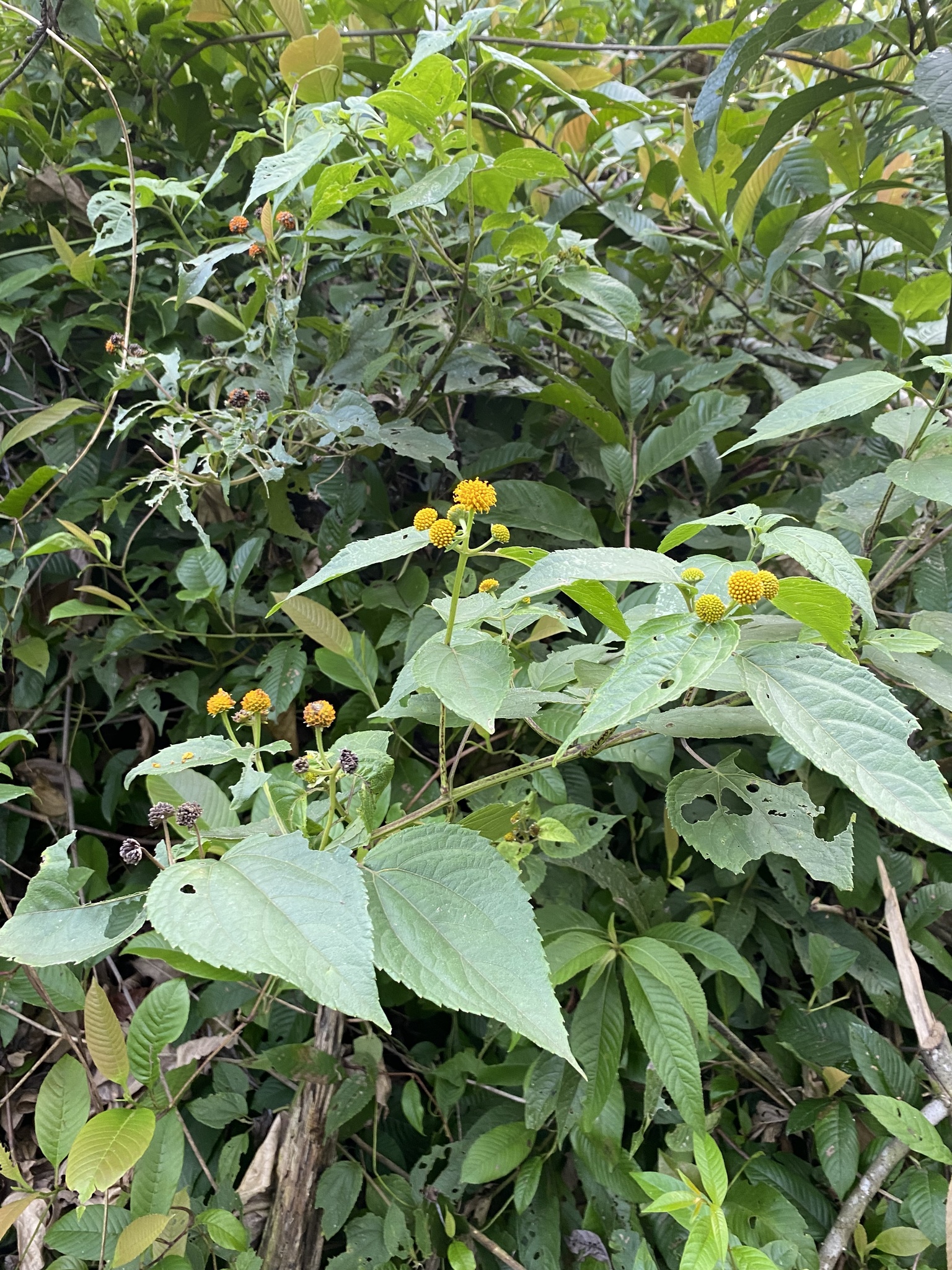 Tilesia baccata
