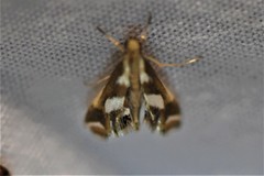 Chrysendeton imitabilis