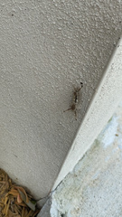 Dasychira meridionalis