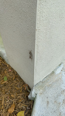 Dasychira meridionalis