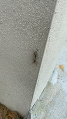 Dasychira meridionalis