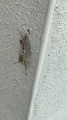 Dasychira meridionalis