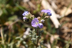 Phacelia ciliata