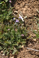 Phacelia ciliata