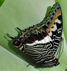 Charaxes castor