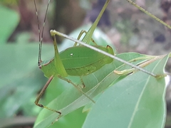 Engonia