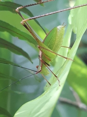 Engonia