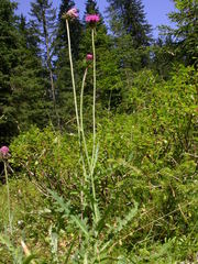 Carduus defloratus tridentinus