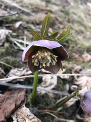 Helleborastrum