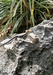 Eutropis multifasciata