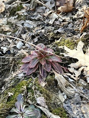 Oenothera biennis