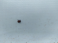 Platyphora congregata