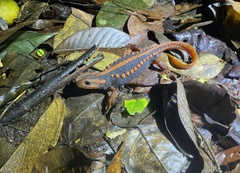 Tylototriton shanjing