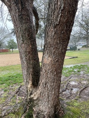 Betula nigra