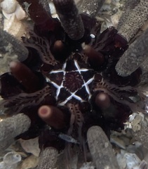 Eucidaris