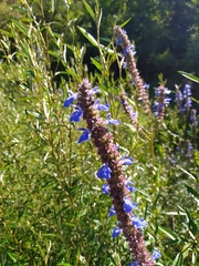 Salvia uliginosa