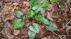 Hexastylis shuttleworthii