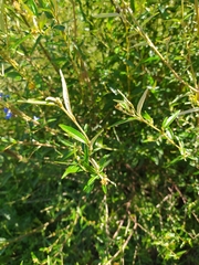 Salvia uliginosa