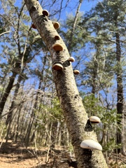 Fomitopsis betulina