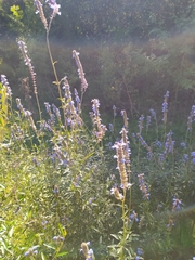 Salvia uliginosa