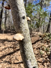Fomitopsis betulina