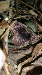 Hexastylis shuttleworthii