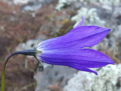 Campanula stevenii