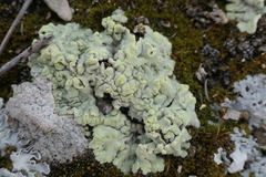 Acarospora placodiiformis