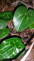 Hexastylis shuttleworthii