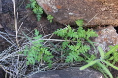 Eucrypta chrysanthemifolia