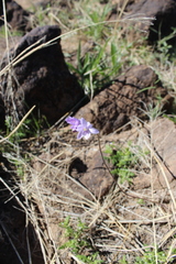 Dipterostemon capitatus