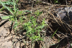 Eucrypta chrysanthemifolia