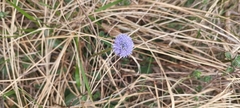 Globularia bisnagarica