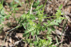 Eucrypta chrysanthemifolia