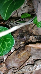 Hexastylis shuttleworthii