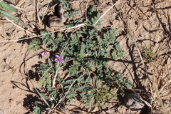 Erodium cicutarium