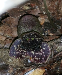 Hexastylis shuttleworthii