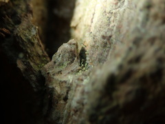 Chaenotheca brachypoda