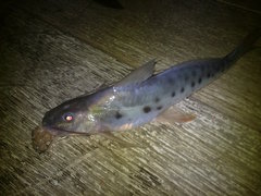 Calophysus macropterus