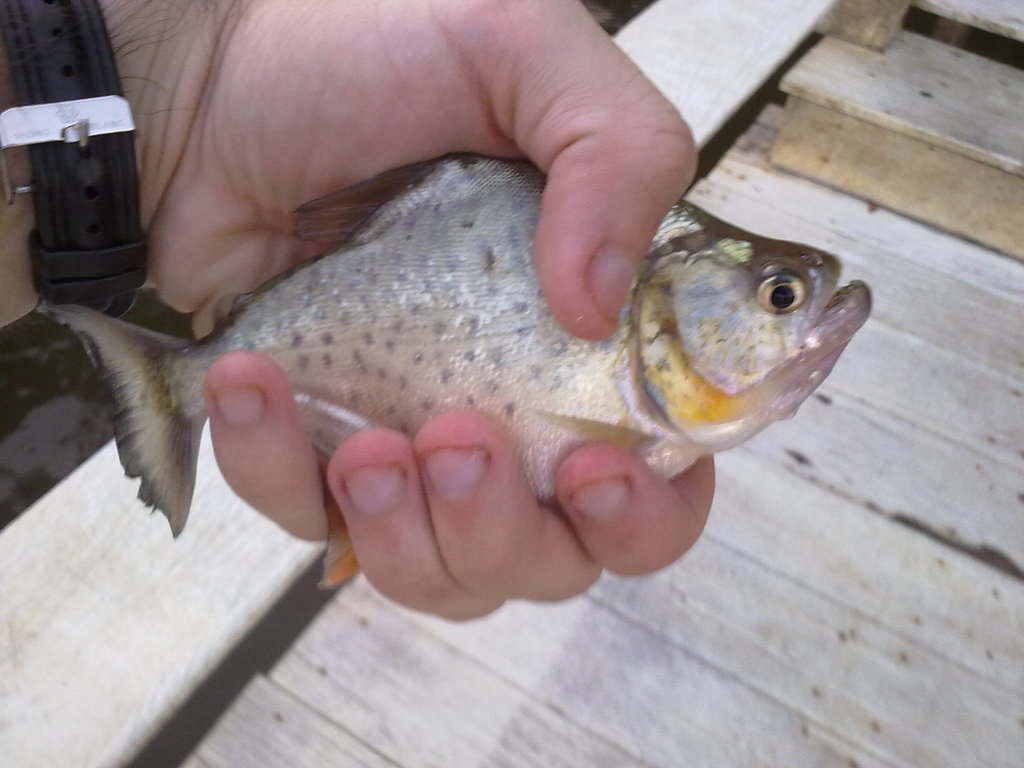 Redcheek Piranha