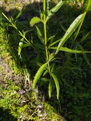 Chromolaena callilepis