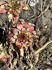 Micranthes virginiensis