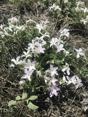 Phlox alyssifolia