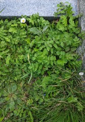 Erodium moschatum