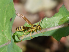 Mischocyttarus basimacula